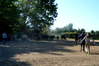 NWR Ranch Horse Days lørdag 100623 0005