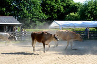 NWR Ranch Horse Days lørdag 100623 0004