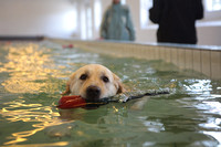Hundesvømning i Hellevad