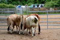 NWR Ranch Horse Days 270621 0018