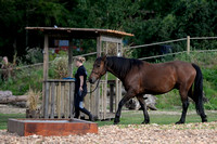 Djurs Horse Park 090819 0007