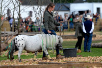 Djurs Horse Park 090819 0018